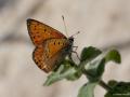 Lycaena asabinus (Anadolu Ateşgüzeli)